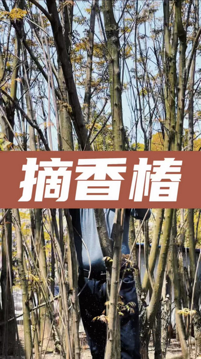 香椿雞蛋有，就缺二兩酒！