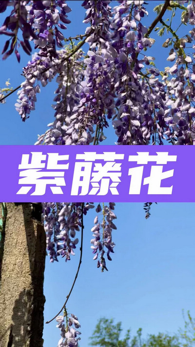 春有約，花不誤，陌上紫藤香如故。